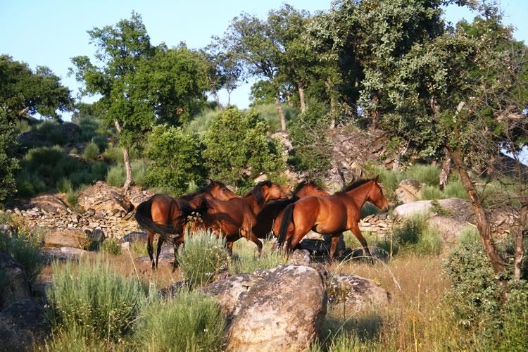 Quinta Lamosa Agroturismo Arcos de Valdevez Luaran gambar